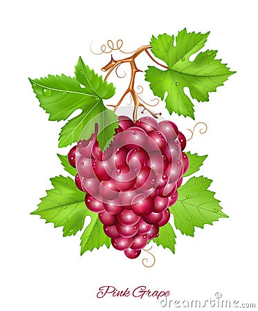 Grape cluster with green leaves. Vector Illustration