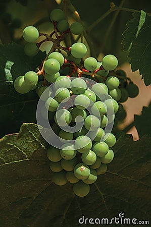 Grape cluster on twig of vine in a vineyard Stock Photo