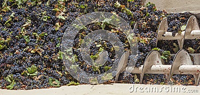 Grape destemmer in action during winemaking process Stock Photo