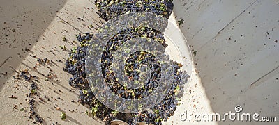 Grape destemmer in action during winemaking process Stock Photo