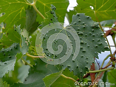 Grape erineum mite and their galls. Vineyard problem. Top of leaf looks blistered. Colomerus vitis. Stock Photo