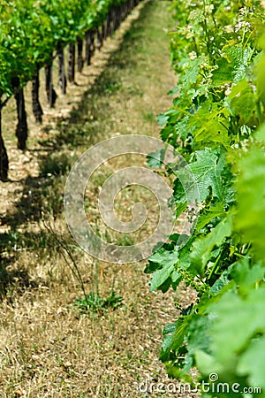 Grape field Stock Photo