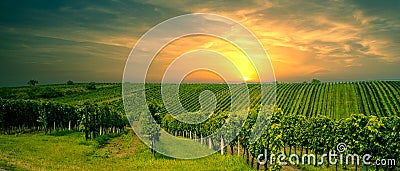 Grape field growing for wine. Vineyard hills. Summer scenery with wineyard rows. Stock Photo