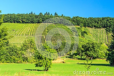 Grape fields in Germany. Stock Photo
