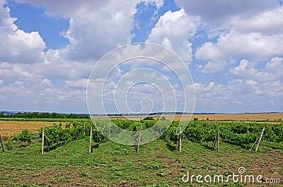 Grape fields. winemaking. agrarian culture Stock Photo