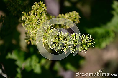 Grape flower Stock Photo