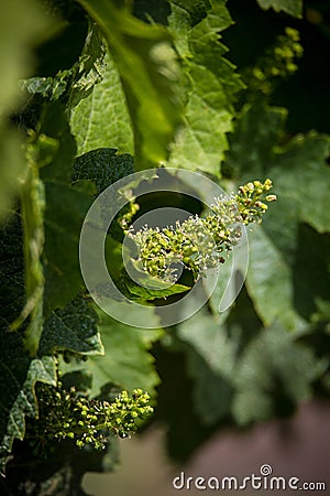 Grape flowers with shallow depth of field. Flowering vi Stock Photo