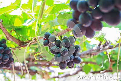 Grape Stock Photo