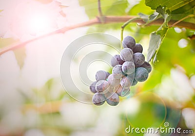 Grape fresh In the vineyards bunch of red grapes on the vine wit Stock Photo