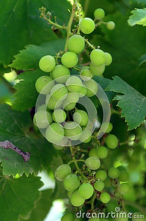 A grape is a fruit, botanically a berry, of the deciduous woody vines of the flowering plant genus Stock Photo