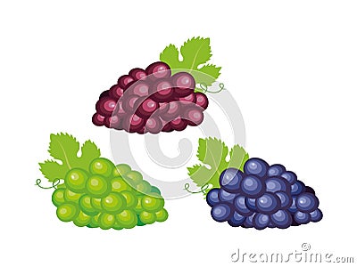 Purple, green and blue grapes icons vector illustration Vector Illustration