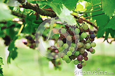 Grape fruit Stock Photo