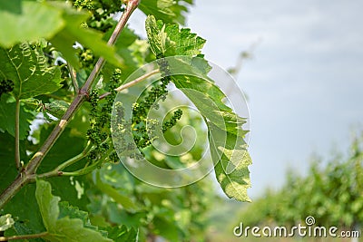 The grape gardens. Cultivation of wine grapes in Serbia Stock Photo