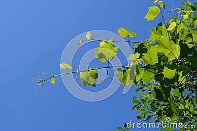 Grape green leaves on fresh shoots on the background of blue sky Stock Photo