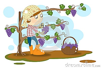 Grape harvest Cartoon Illustration