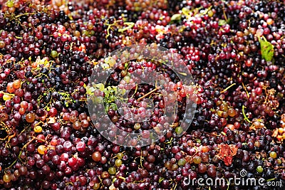 Grape harvest: Bunches of red grapes, high view Stock Photo