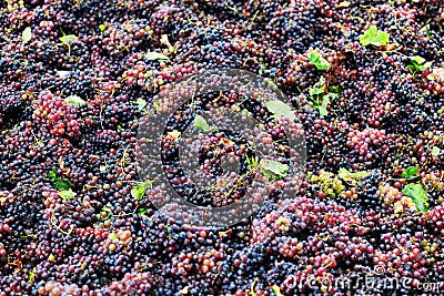 Grape harvest: Bunches of red grapes, high view Stock Photo