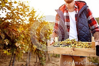 Grape harvest- Family tradition Stock Photo