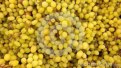 Grape harvest raisins close-up, ripe grapes, grape background Stock Photo