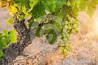 Grape harvest season - winemakers Stock Photo