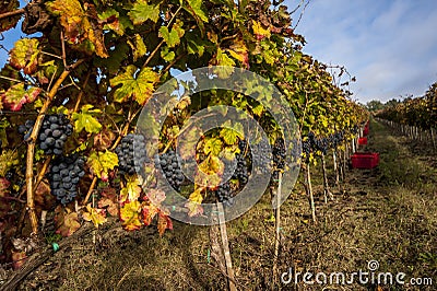 Grape harvest time Stock Photo