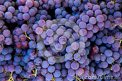 Grape harvest in the vineyard. Close-up of red and black clusters of Pinot Noir grapes collected in boxes and ready for wine Stock Photo