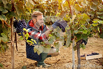 Grape harvest worker vintner on vineyard Stock Photo