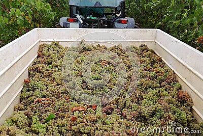 Grape harvesting, grape inside cart Stock Photo