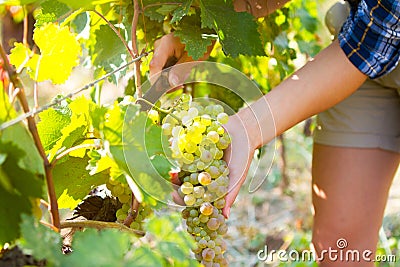 Grape harvesting in a vineyard in Kakheti region, Georgia. Woman Stock Photo