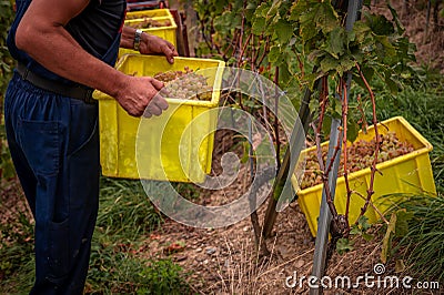 Grape harvesting on vineyards. Winemaker holding box with picked white Chasselas grape Stock Photo