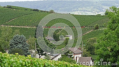 Grape harvests to Ã‰pernay in France. Stock Photo