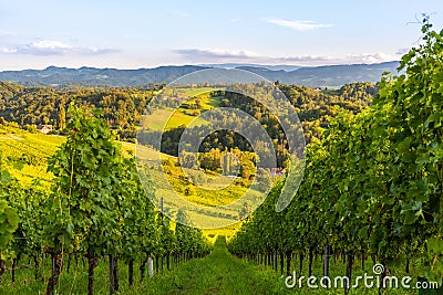 Grape hills and mountains view from wine street in Styria, Austria & x28; Sulztal Weinstrasse & x29; in summer Stock Photo