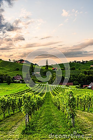 Grape hills and mountains view from wine street in Styria, Austria & x28; Sulztal Weinstrasse & x29; in summer Stock Photo