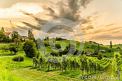 Grape hills and mountains view from wine street in Styria, Austria & x28; Sulztal Weinstrasse & x29; in summer Stock Photo