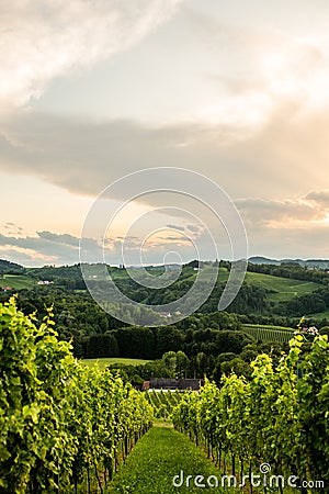 Grape hills and mountains view from wine street in Styria, Austria & x28; Sulztal Weinstrasse & x29; in summer Stock Photo