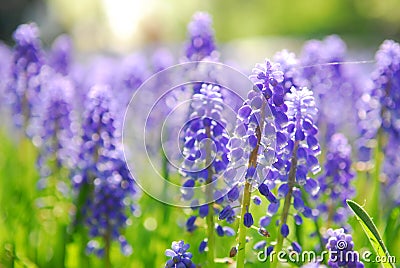 Grape hyacinth Stock Photo