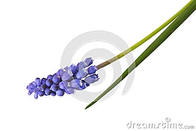 Grape Hyacinth Stock Photo