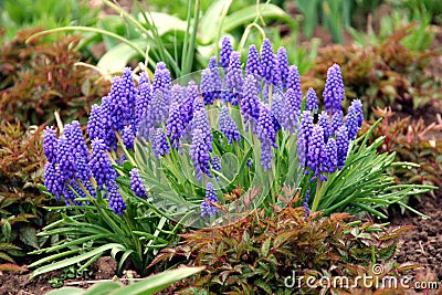 Grape Hyacinth Stock Photo