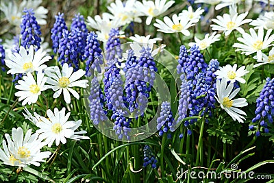 Grape Hyacinth Stock Photo