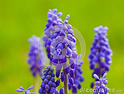 Grape hyacinth Stock Photo