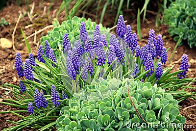 Grape Hyacinth Stock Photo