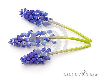 Grape Hyacinth Stock Photo