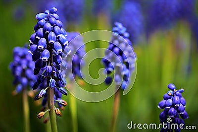 Grape Hyacinth Stock Photo