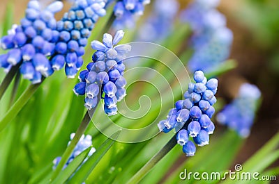 Grape hyacinth Stock Photo