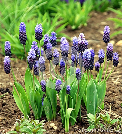 Grape hyacinth blue and pink Stock Photo