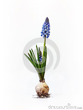 Grape hyacinth with bulb Stock Photo