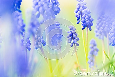 Grape Hyacinth Stock Photo