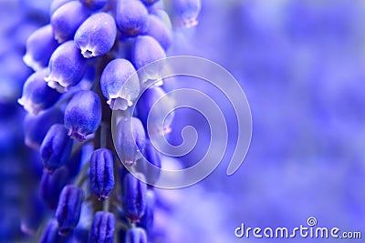 Grape hyacinth flower background Stock Photo