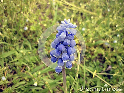 Grape hyacinth in Italy Stock Photo