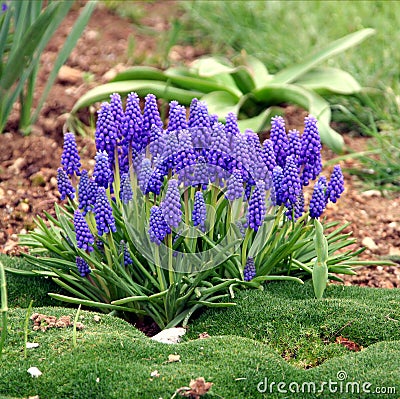 Grape hyacinth and moss Stock Photo